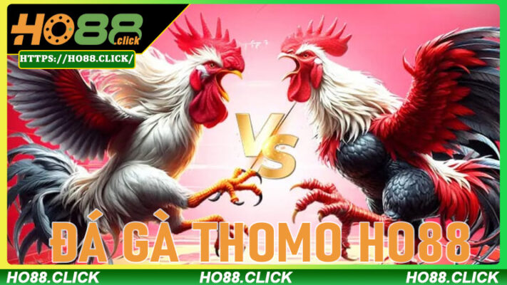 Đá gà thomo Ho88 - Sân chơi đỉnh cao cho fan gà